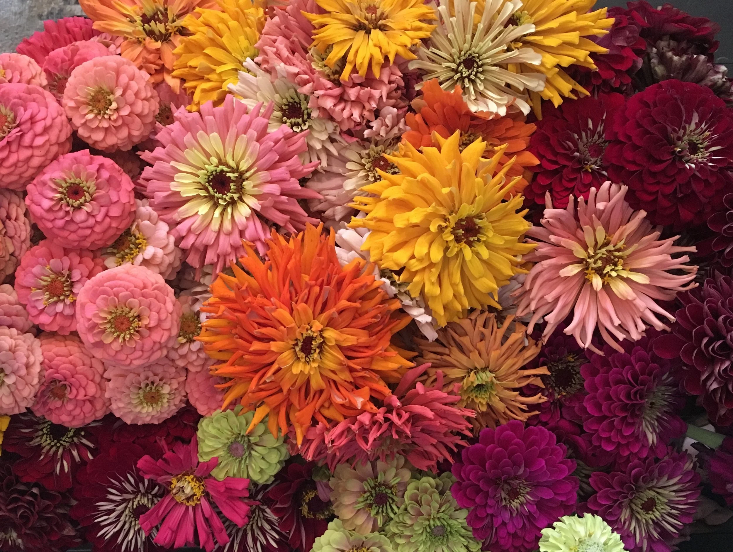 cactus style zinnias