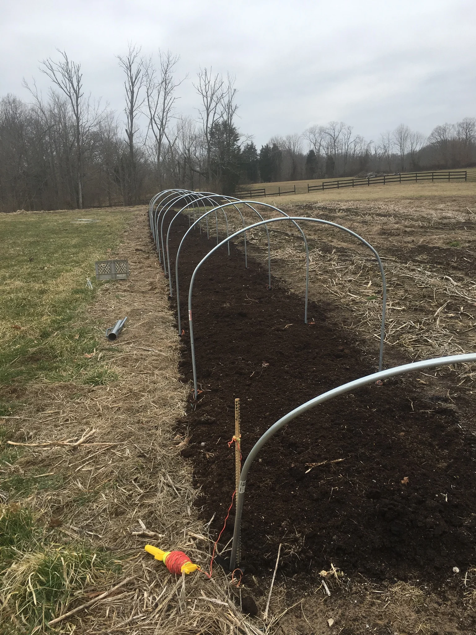 Caterpillar tunnel for ranunculus & anenomes