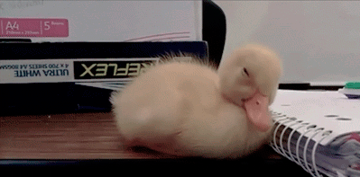 giphy-5.gif