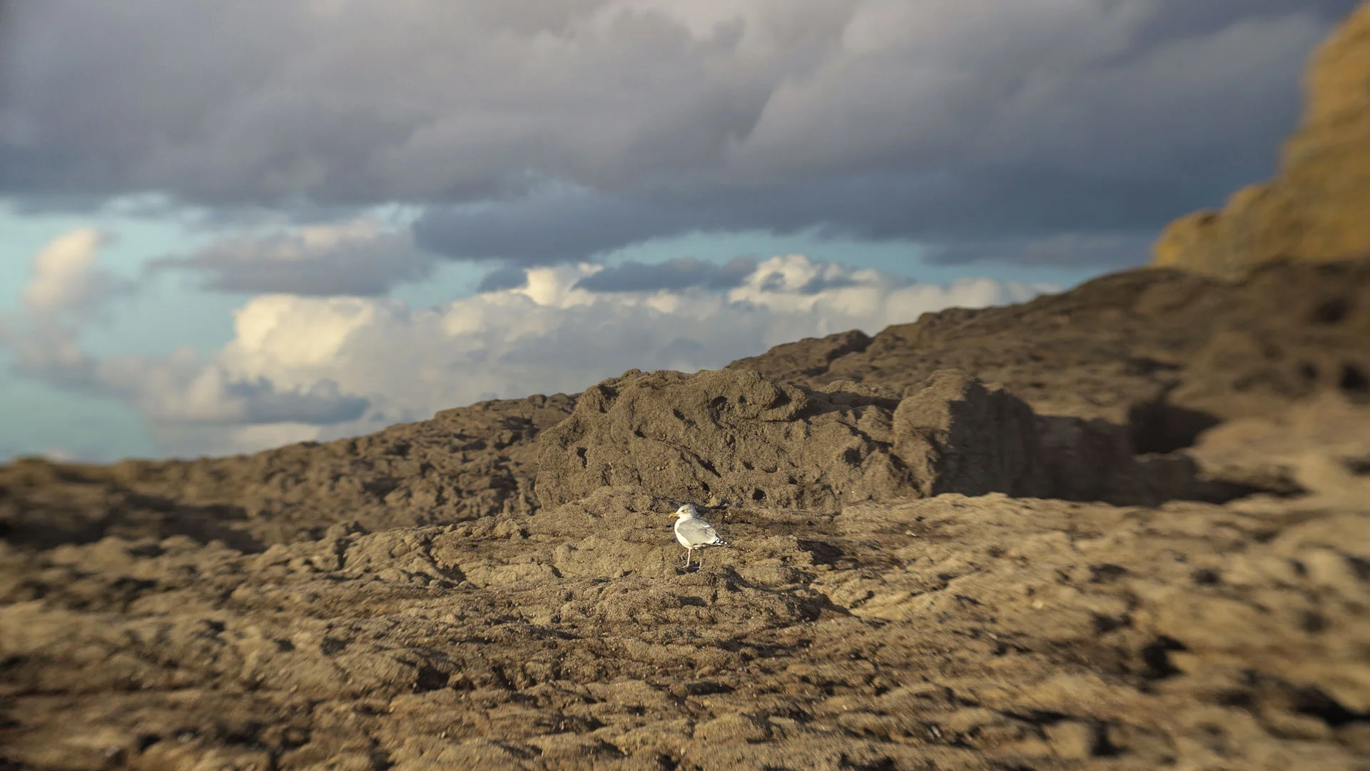 mouette