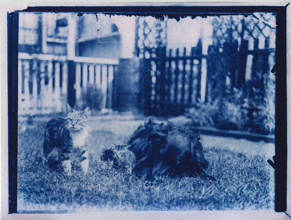 A photo from 1900 of two cats in a yard, developed using cyanotype methods (the earliest film development technology), so it is tinged slightly blue