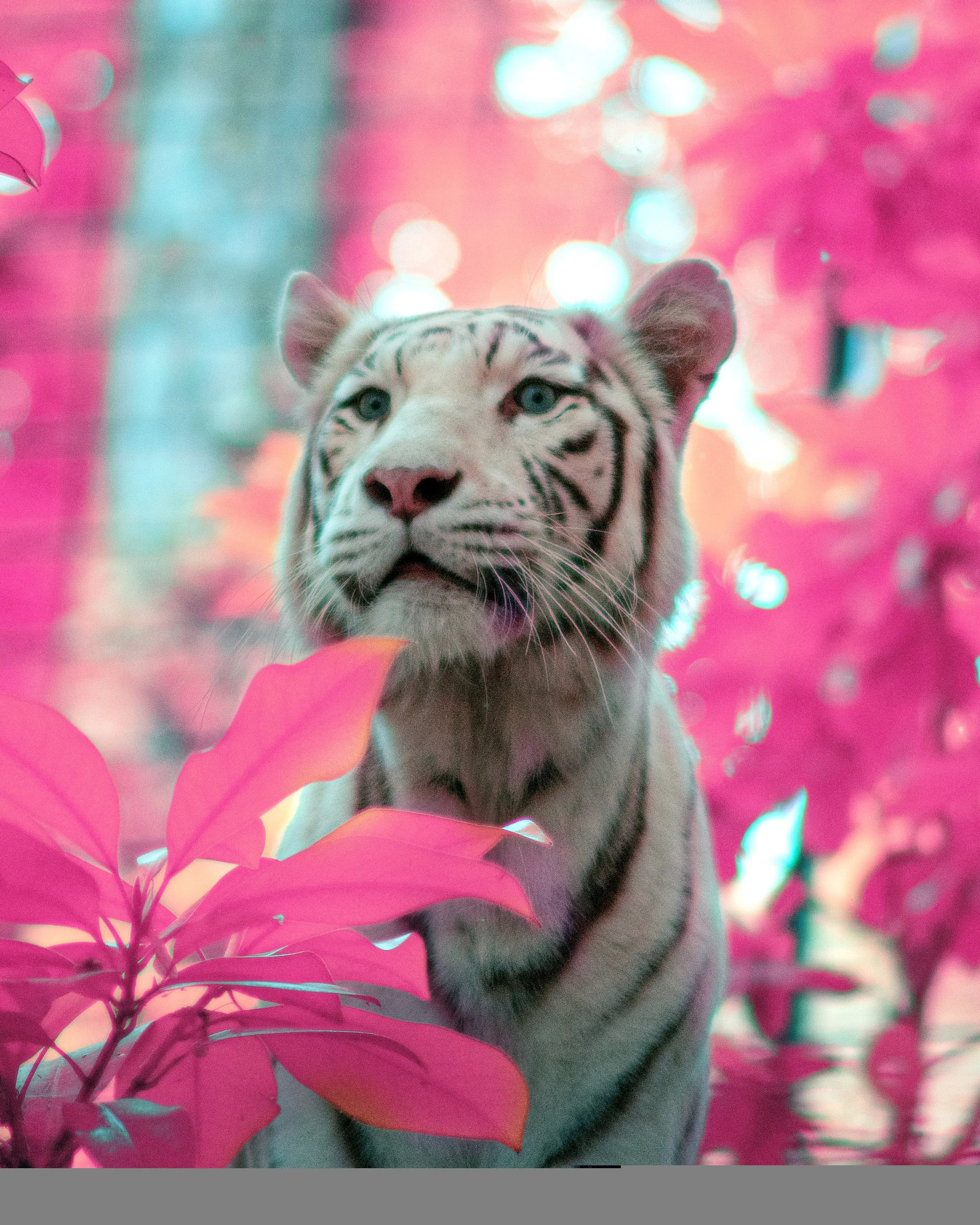 DSC08997 copie copy.jpg