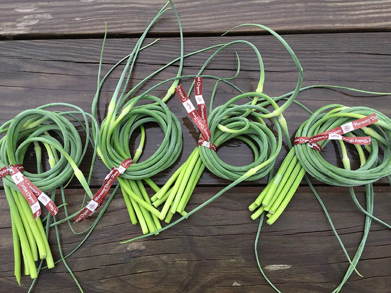 garlic scapes 2018 harmony.jpg