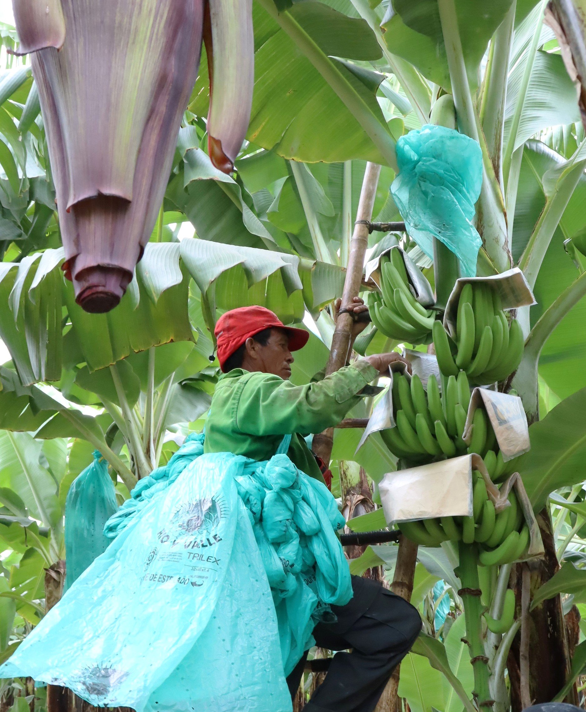 Inside Banana Farming with Equal Exchange- Pt 1