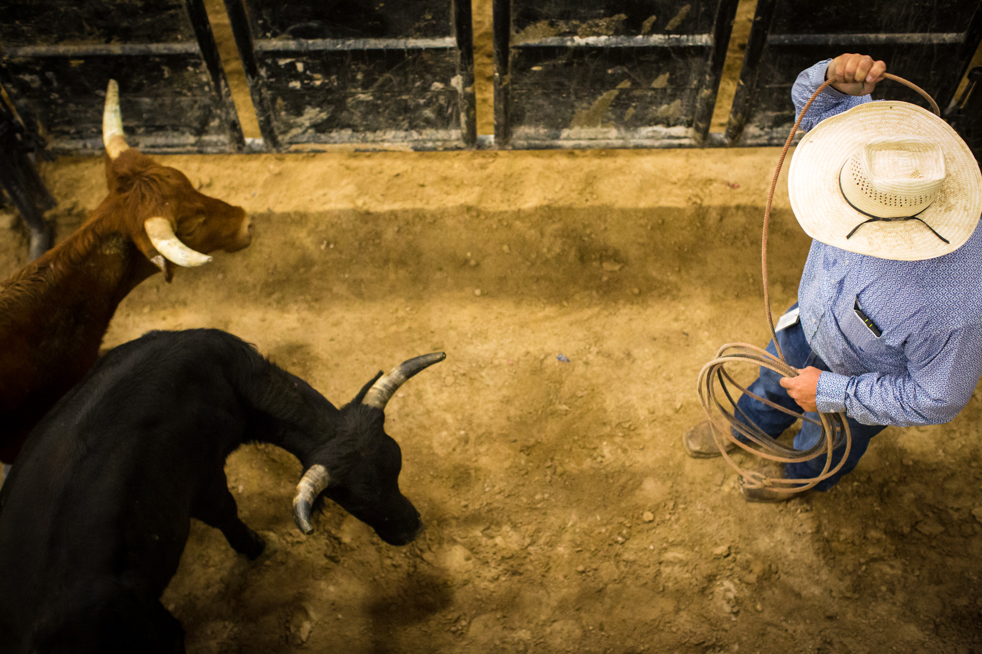Rodeo staff move the animals along for Chute Dogging, or Steer Wrestling, during the World Gay Rodeo Finals in Las Vegas, NV.