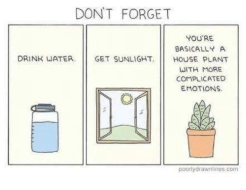 dont-forget-youre-basically-a-drink-waterget-sunlight-house-plant-30500420.png