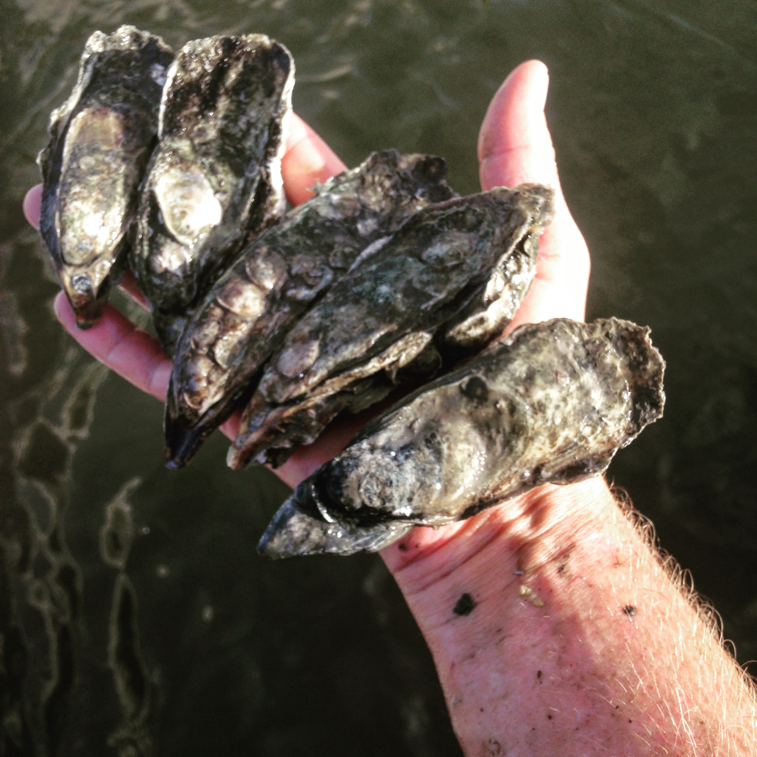 STONO SELECTS — Charleston Oyster Farm