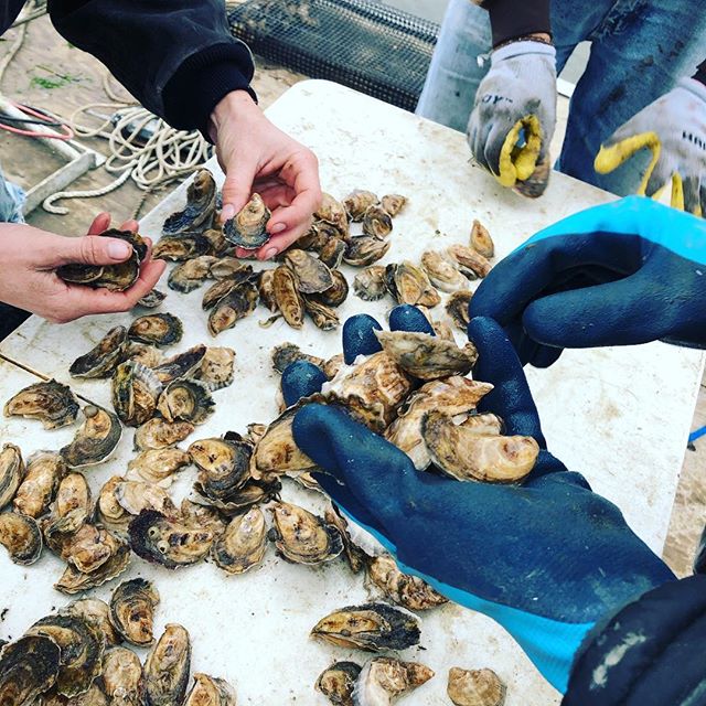 Oysters are delicious and nutritious! And quality control is cool too 😎 #charlestonoysterfarm #oysters #oyster #raw #seafood #sustainablefarming #sustainable #shucksess #shucking #shuckinggoodtime #shucks #handson #behindthescenes #farming #charlest