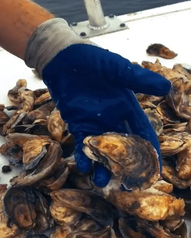 Charleston Oyster Farm