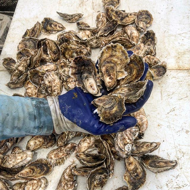 Anyone want to do some QA/QC?! Check us out this week @chubbyfishchs and @darling_oyster_bar ! These #perkyseacups and #mosquitofleetpetites will guide your tastes buds on the adventure of a life time. These pair well with a full bodied ice plate and a clean but light oyster knife :)! #getshucked #oysters #marshtotable #charleston #local #sustainable #handraised #yum #qualitycontrol