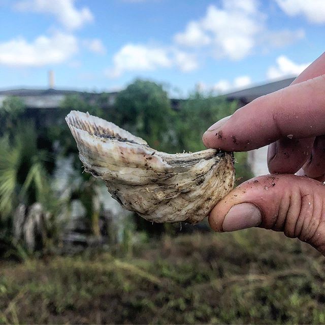 I wouldn&rsquo;t call this seed anymore! Boom! Planted in Late July, these babies are on their way to becoming beautiful, salty and single #perkyseacups and #mosquitofleetpetites ! #cupsizematters #local #moreflowmoregrowmoredough #handraised #oyster