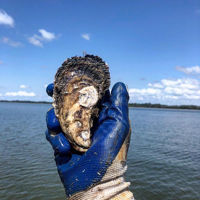 Happy Memorial Day! May you revel in something you will always remember....like a #perkyseacups plucked straight from the 💧! #happymemorialday #local #handraised #oysters #charleston #marshtotable #oysterfarming #holiday