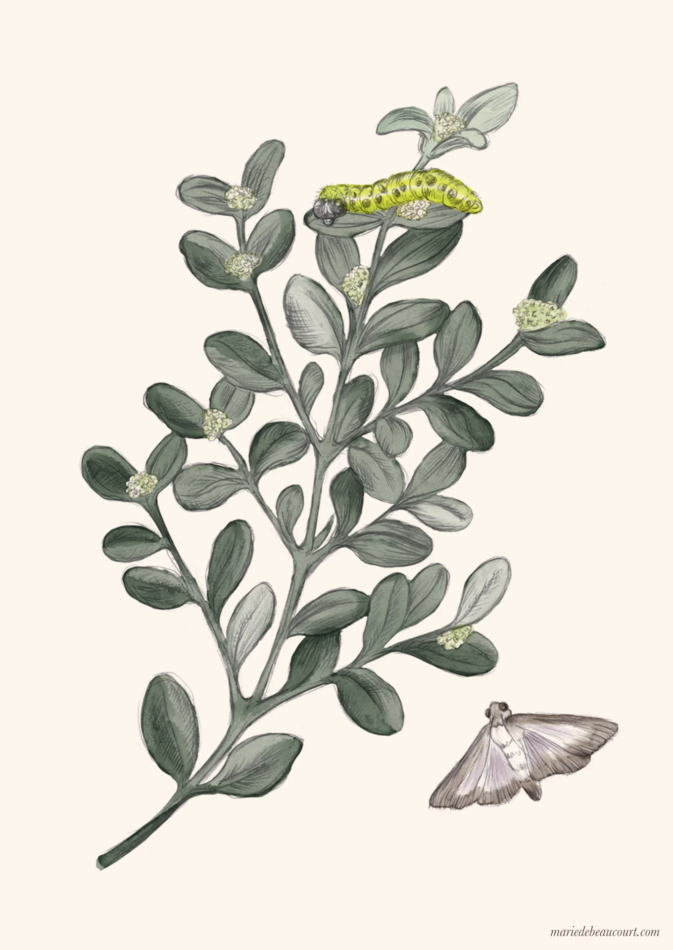 Marie-de-Beaucourt-illustration-editorial-Regain-ete2018-web-buis-vertical-wm.jpg