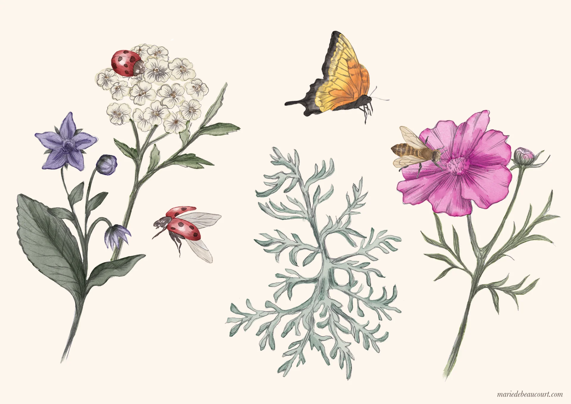 Marie-de-Beaucourt-illustration-editorial-Regain-ete2018-web-insects-flowers1-landscape-wm.jpg