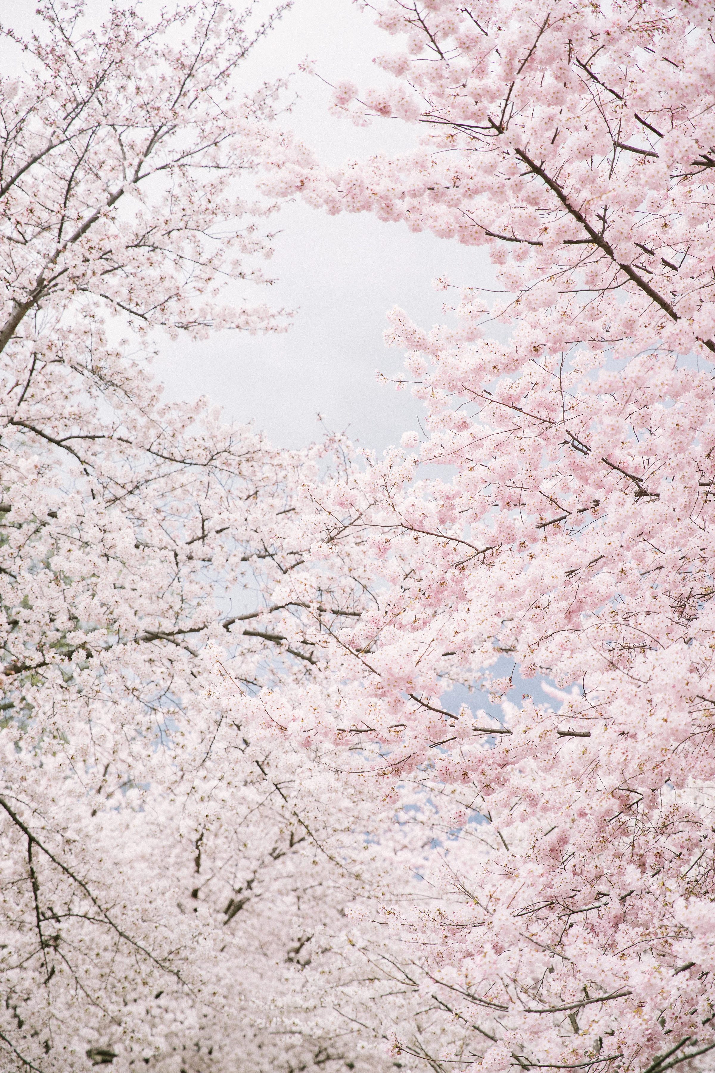 Cherry Blossoms.jpg