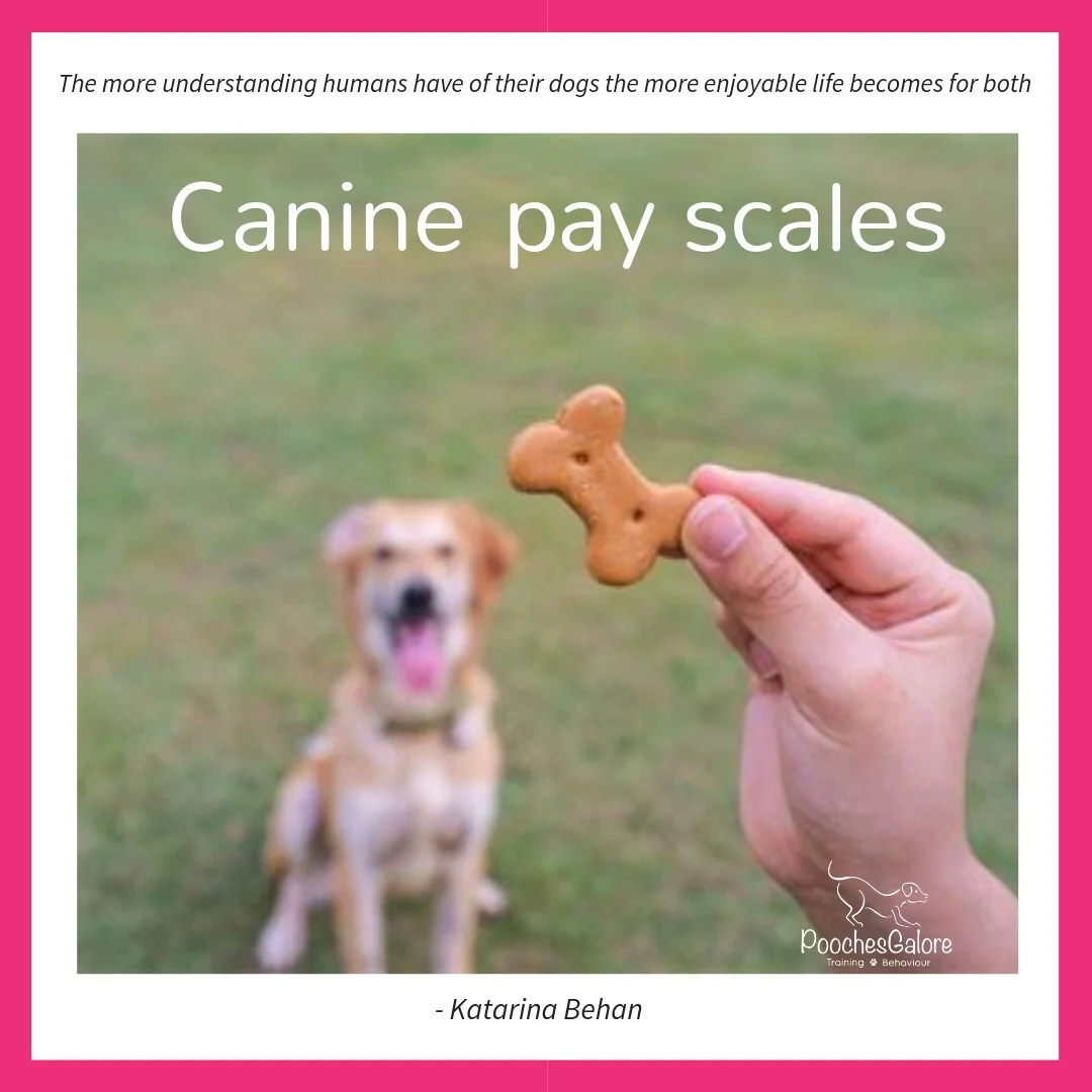 Canine pay scales