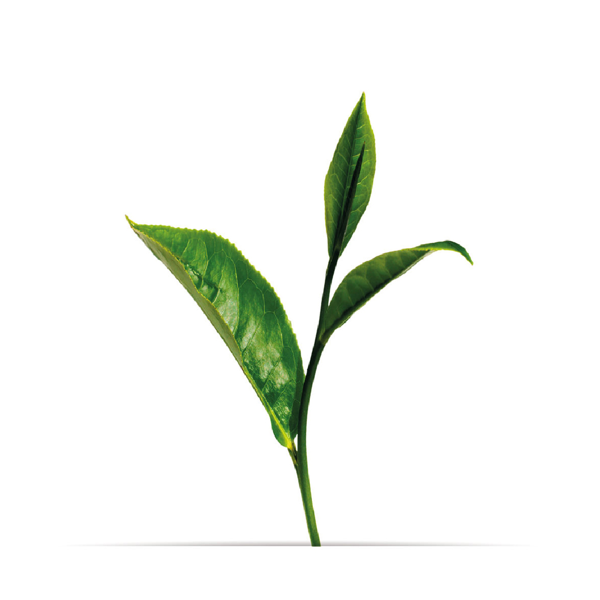 6_oNature_Flower_Green-Tea.jpg