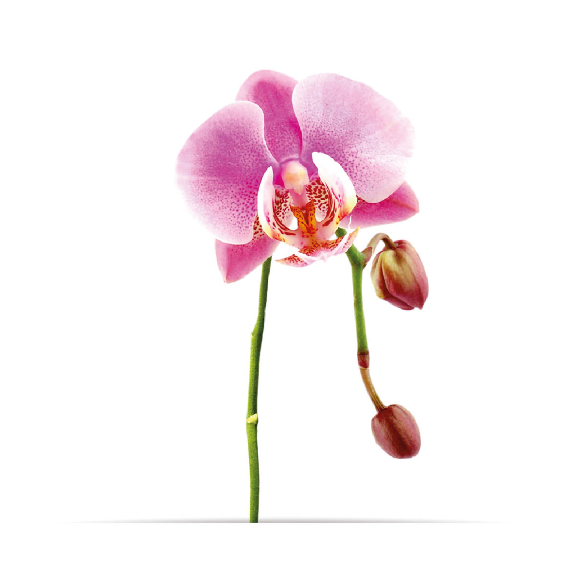 1_oNature_Flower_Orchid.jpg