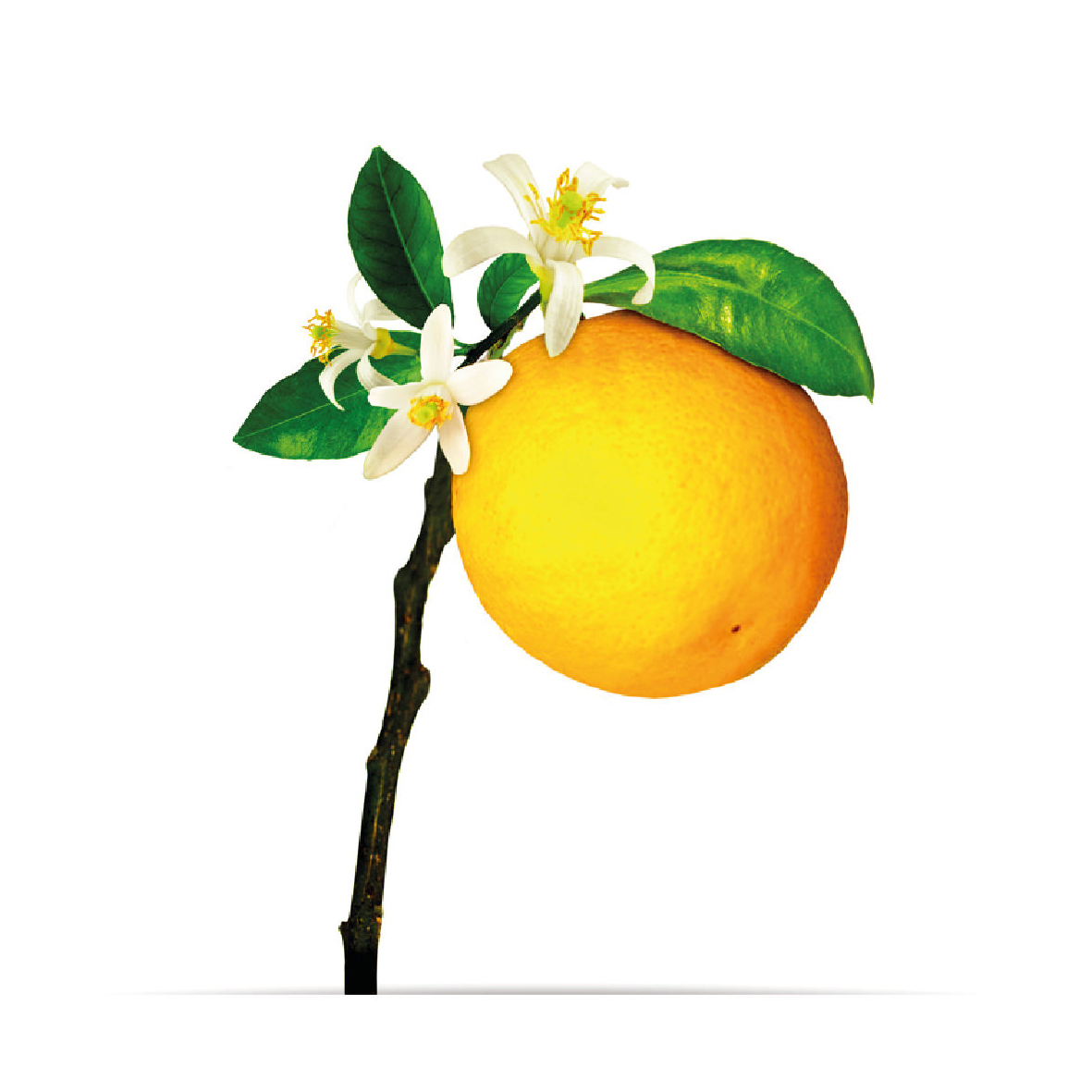 8_oNature_Flower_Citrus-Grove.jpg