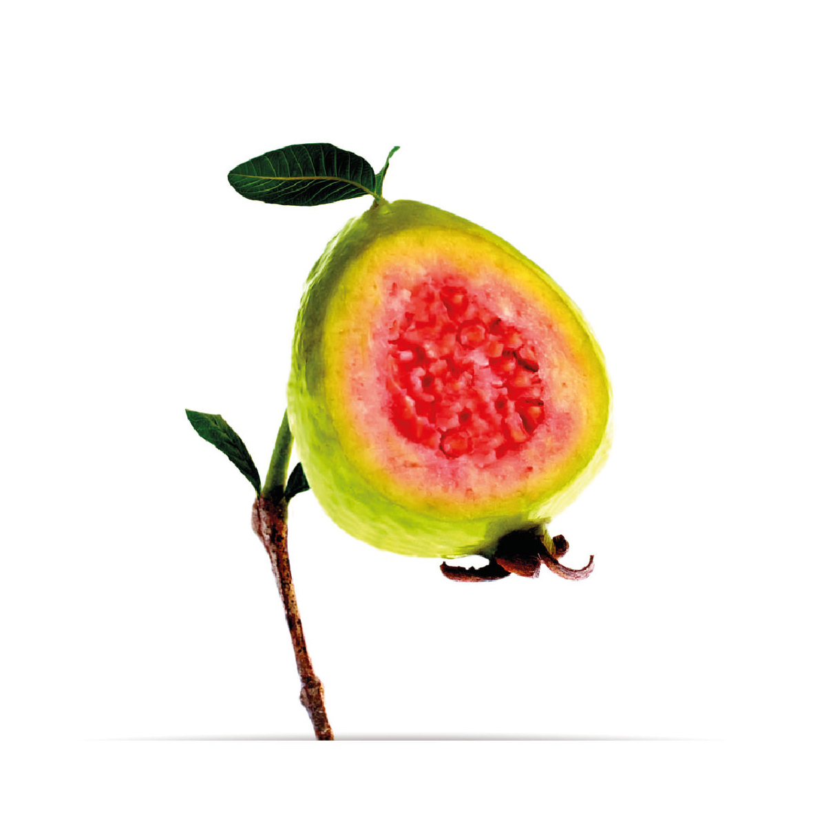 9_oNature_Flower_Guava.jpg