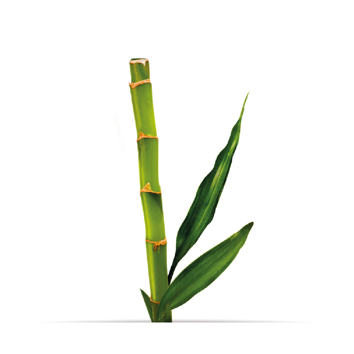 10_oNature_Flower_Bamboo.jpg