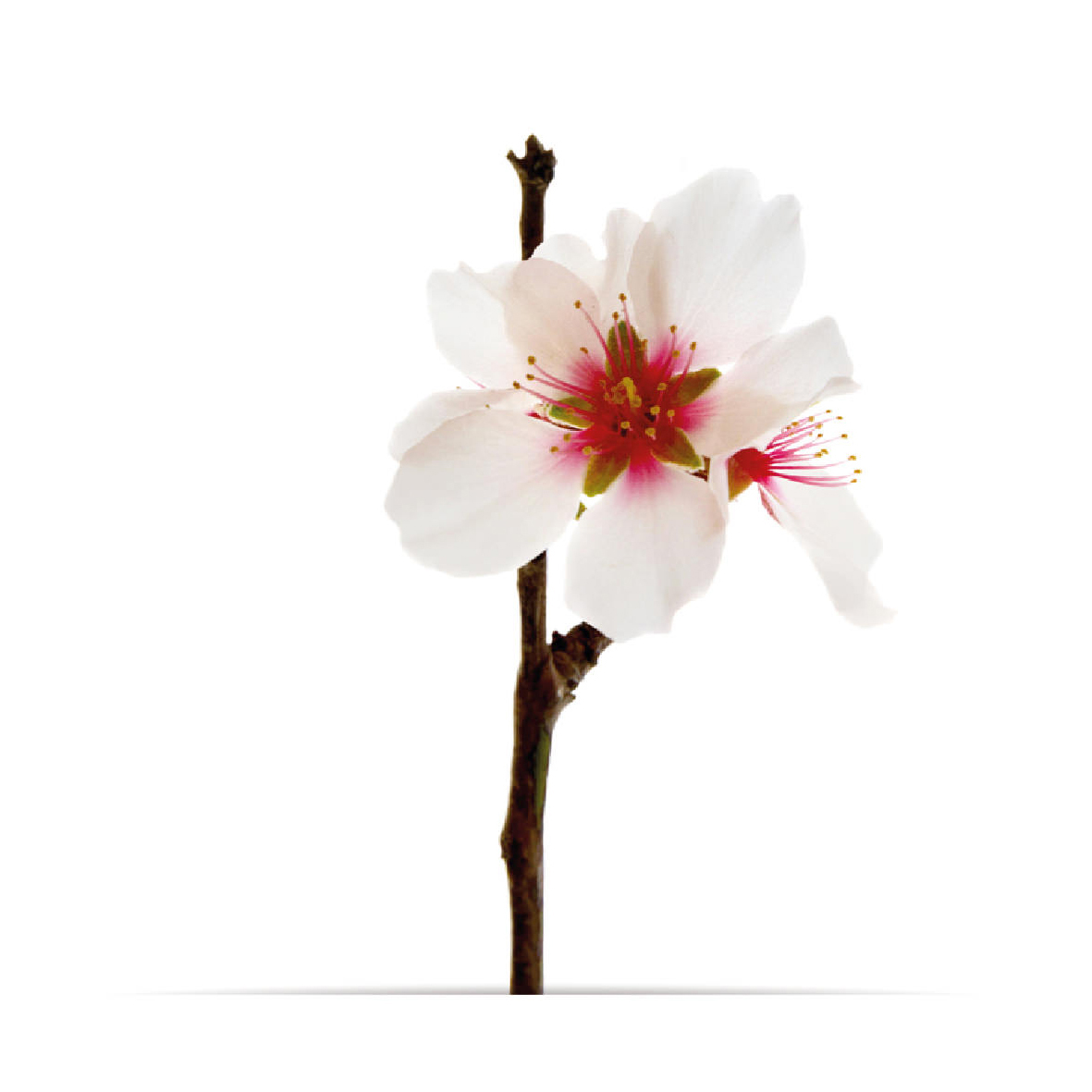 3_oNature_Flower_Almond-Blossom.jpg