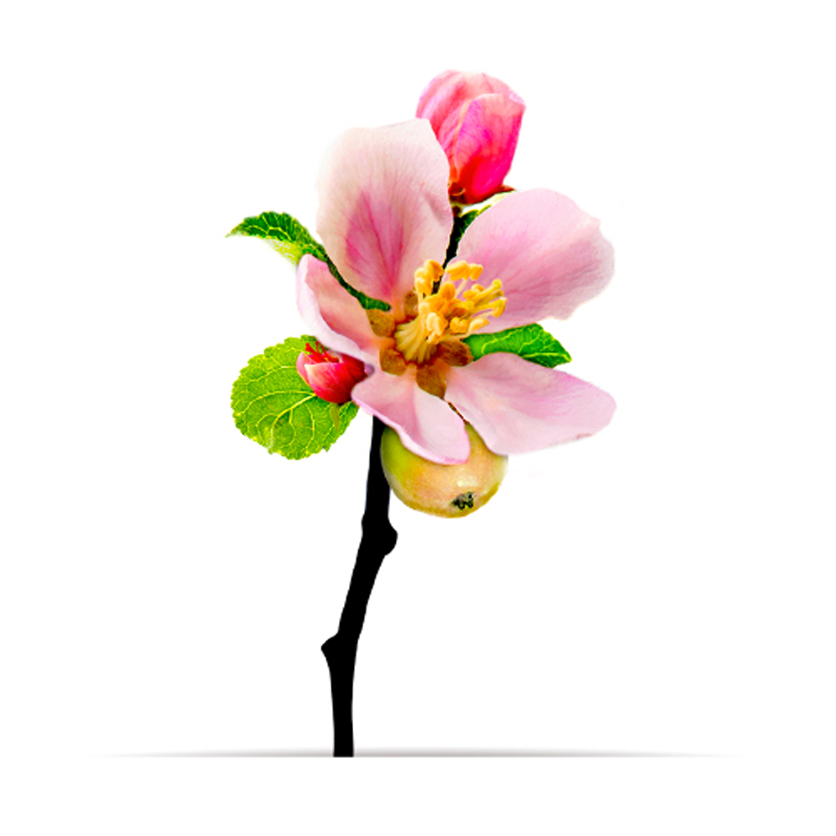 4_oNature_Flower_Apple-Blossom.jpg