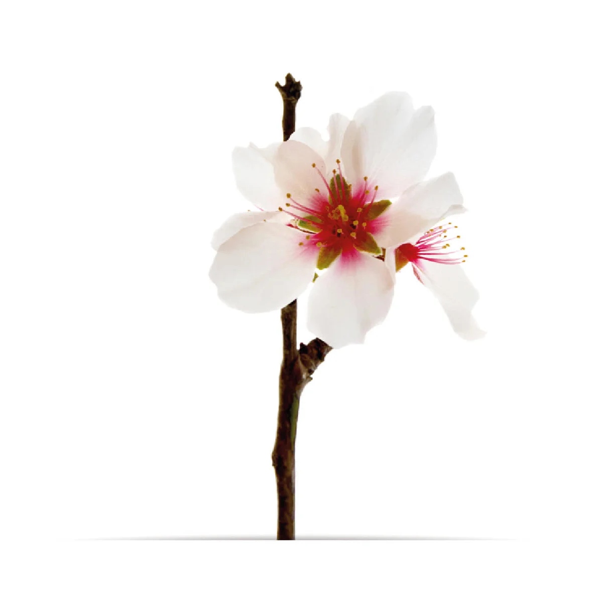 3_oNature_Flower_Almond-Blossom.jpg