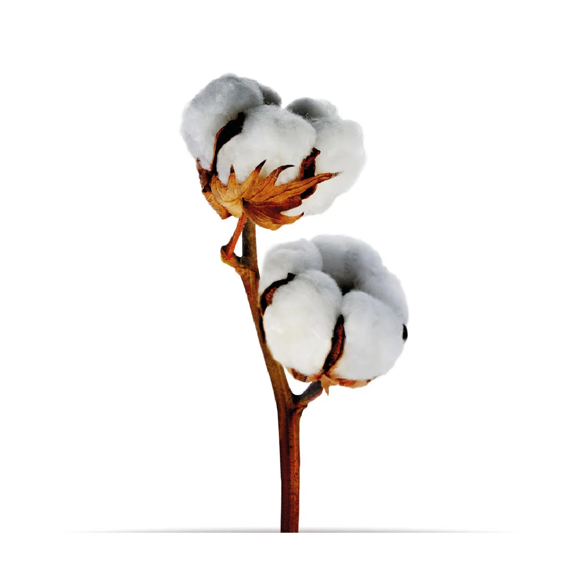 5_oNature_Flower_Cotton-Flower.jpg