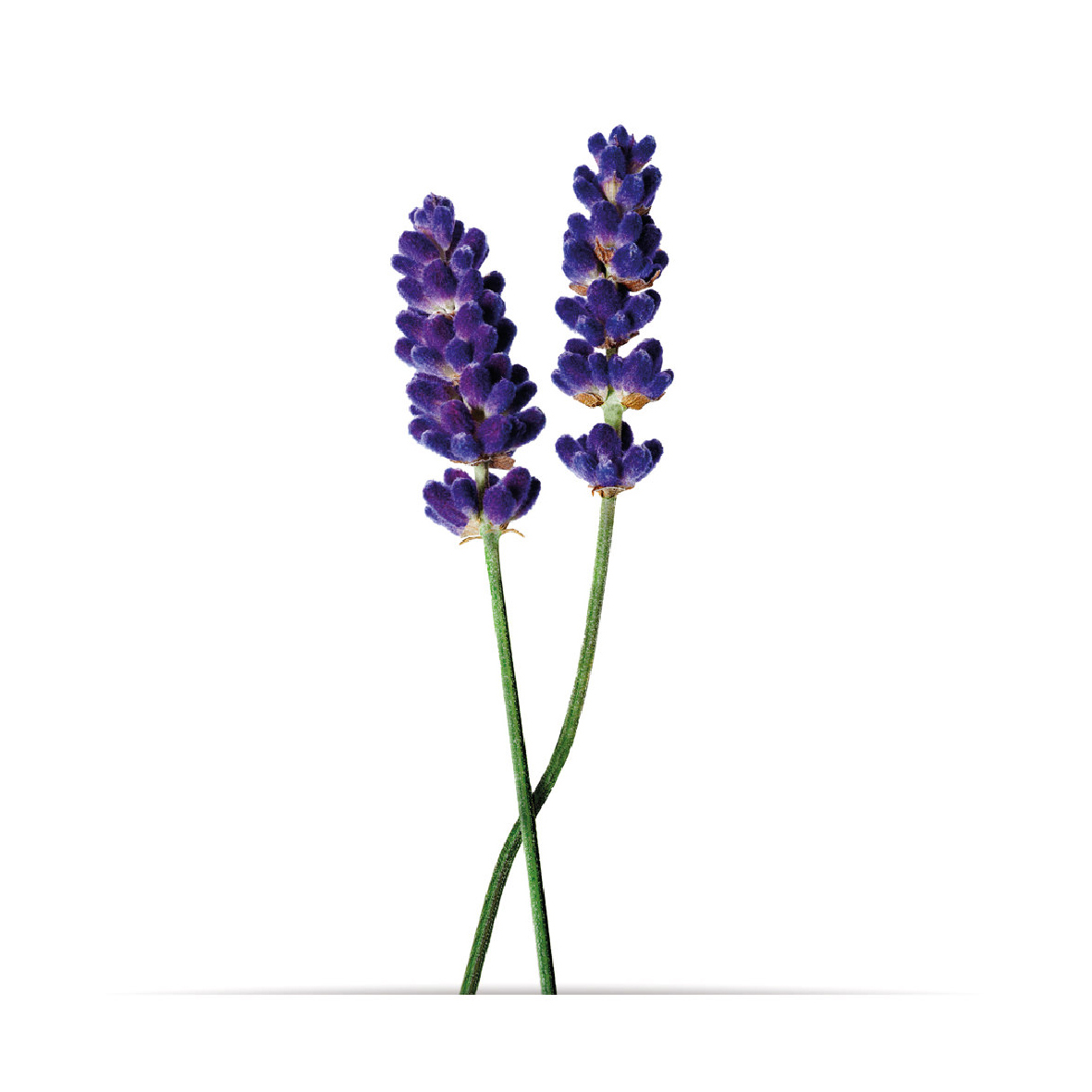 2_oNature_Flower_Lavender.jpg