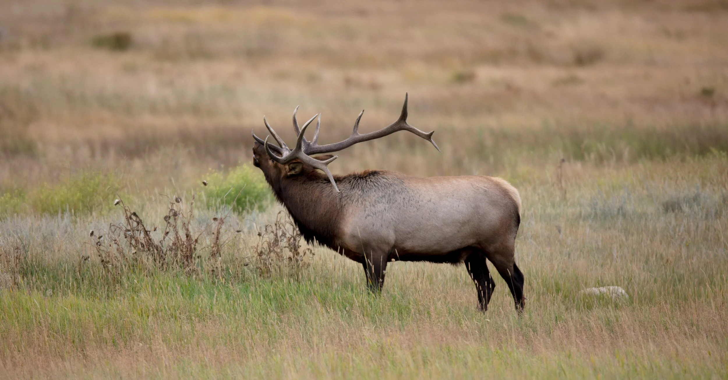 Partridge_rocky-mtn-elk_fall_4.jpg