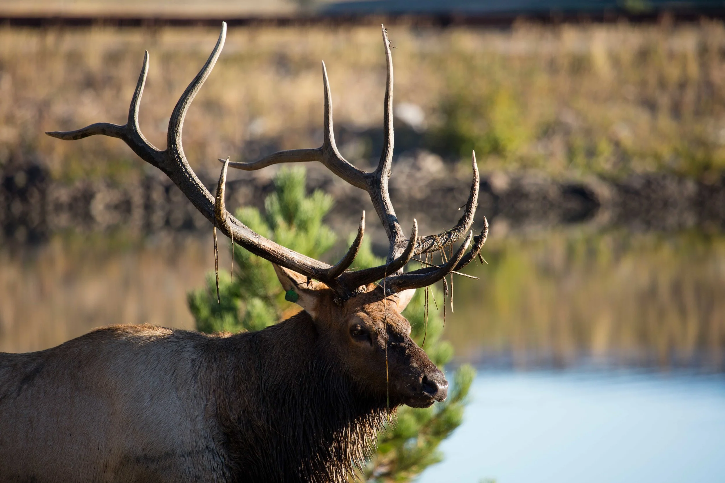 Bourcier_Elk_9_16_16_2.jpg