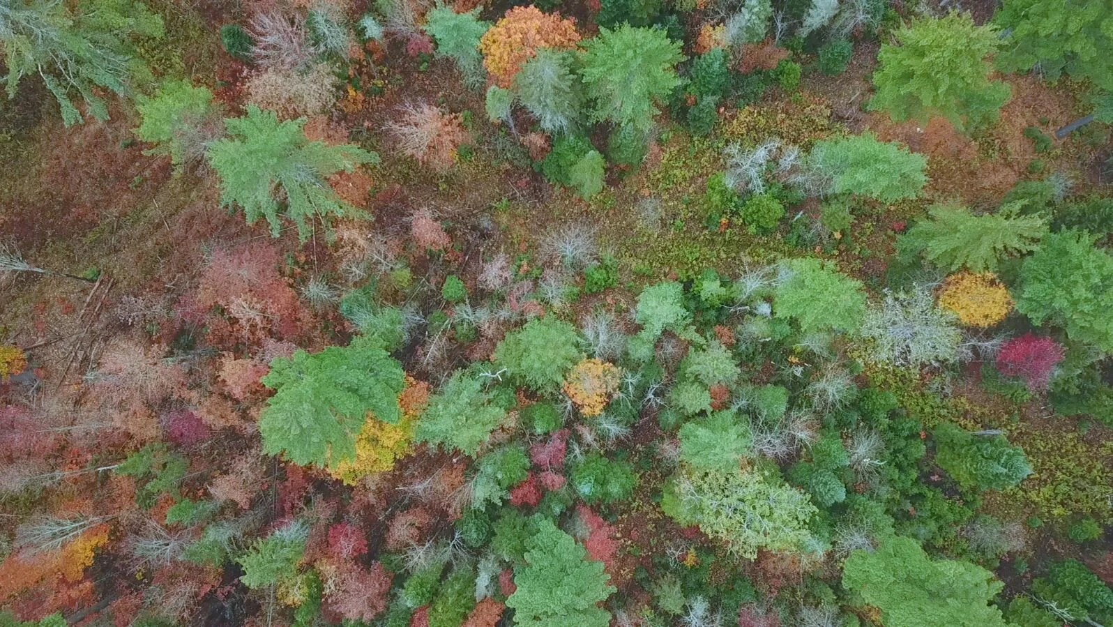 Environmental and Ecological Planning Advisory Committee Experience