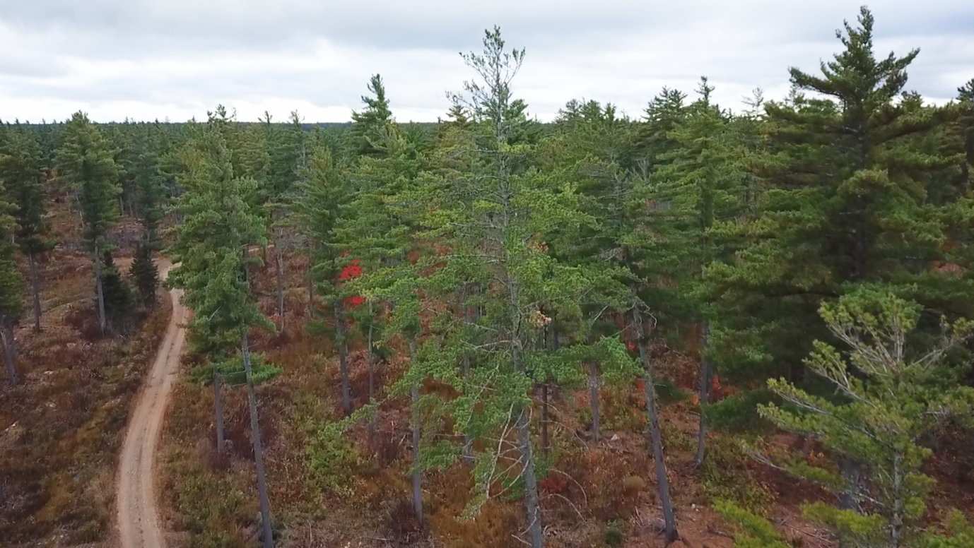 What is an advisory committee for? A bird’s-eye view