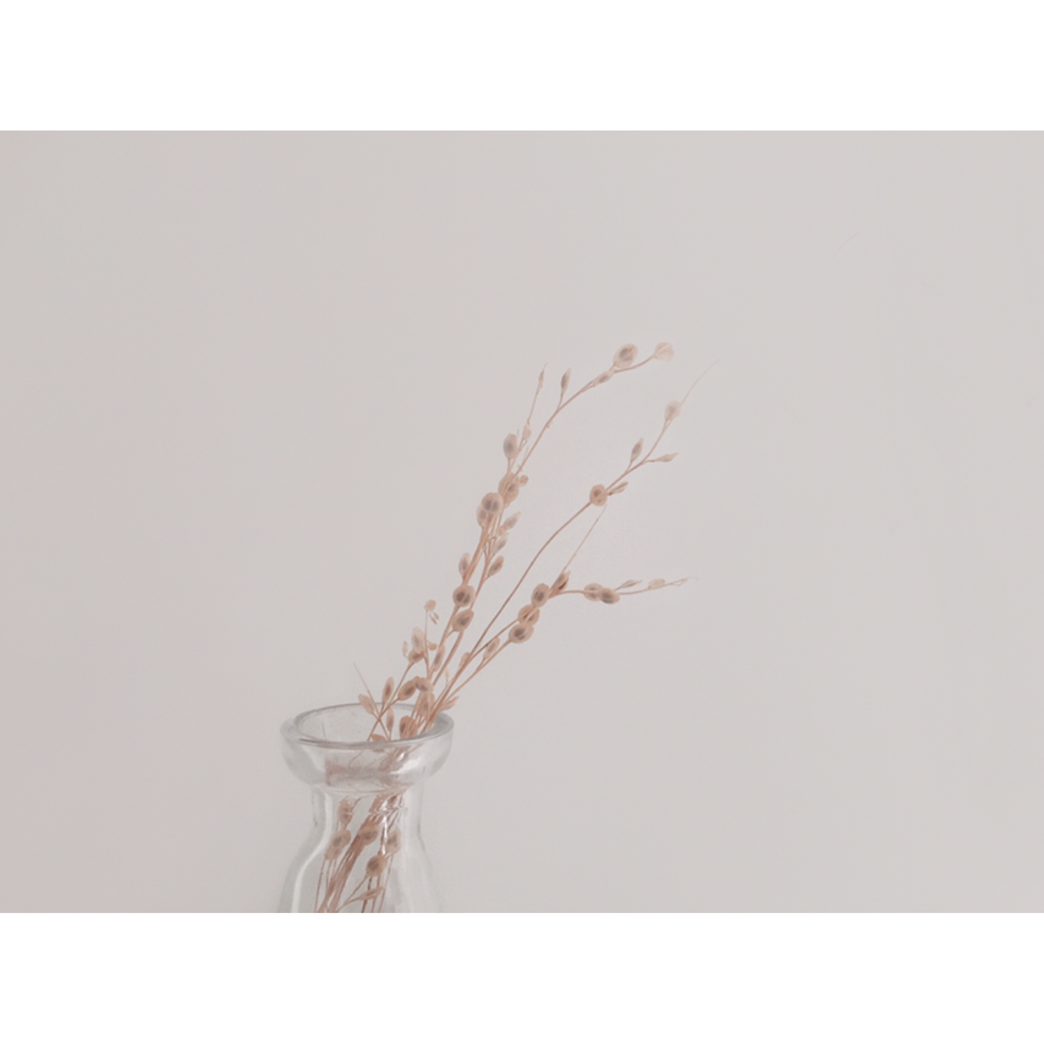 planta-seca.jpg