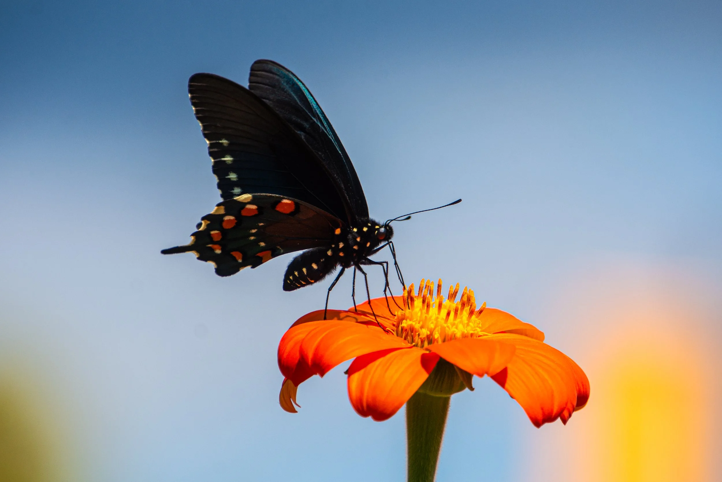 Butterfree1.jpg