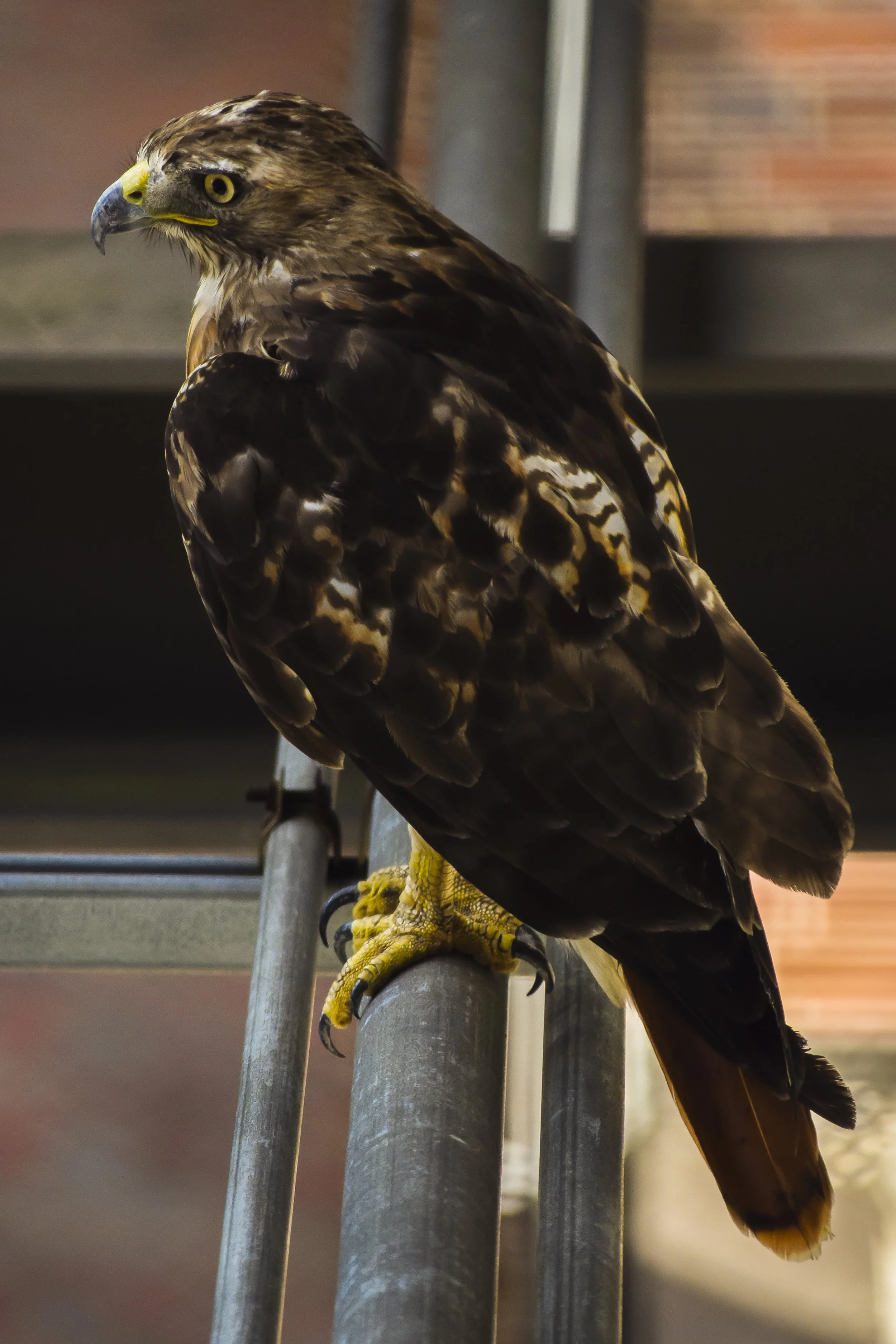 atlhawk.jpg