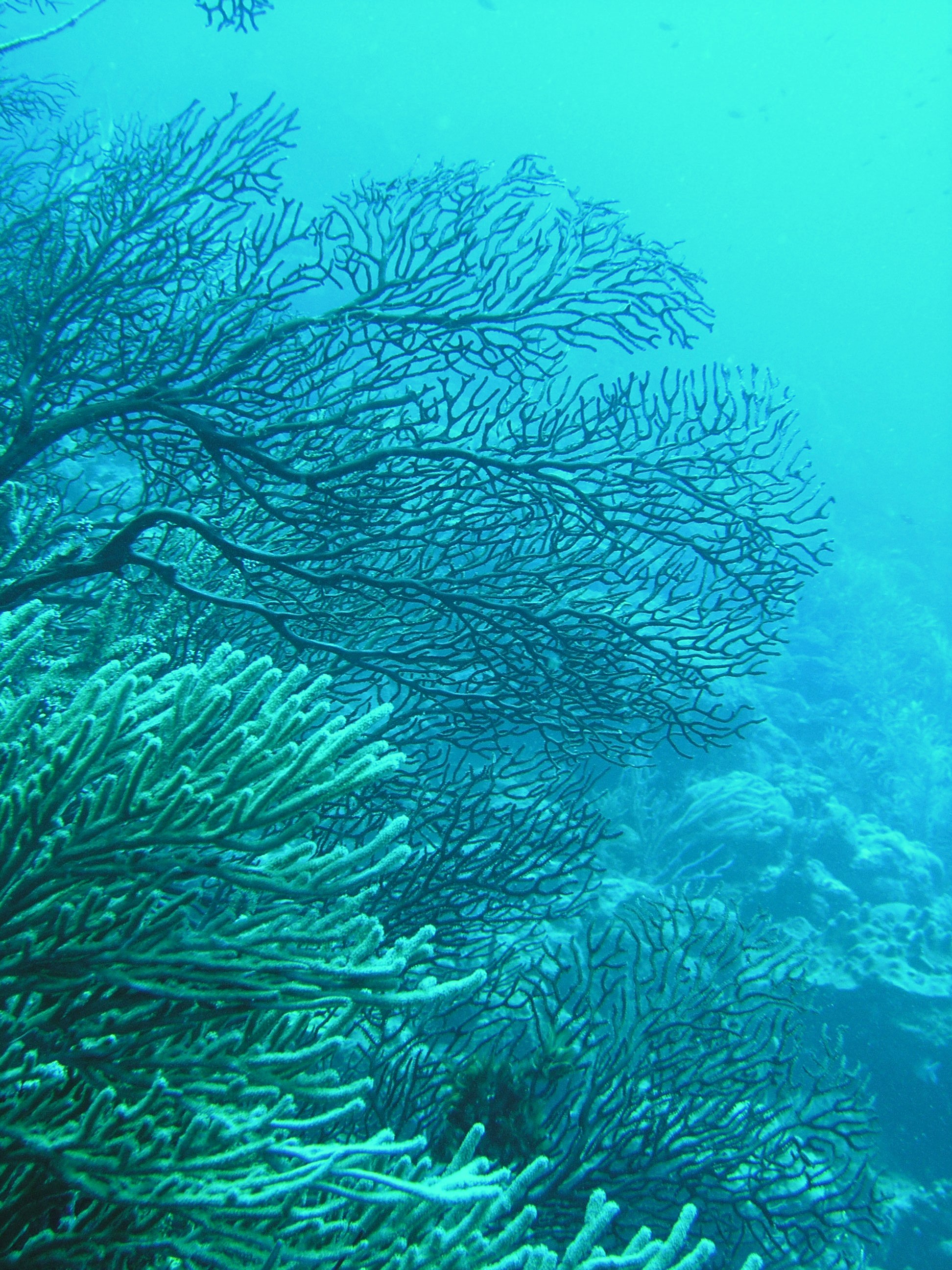 corals2@moonhole_LL.jpg