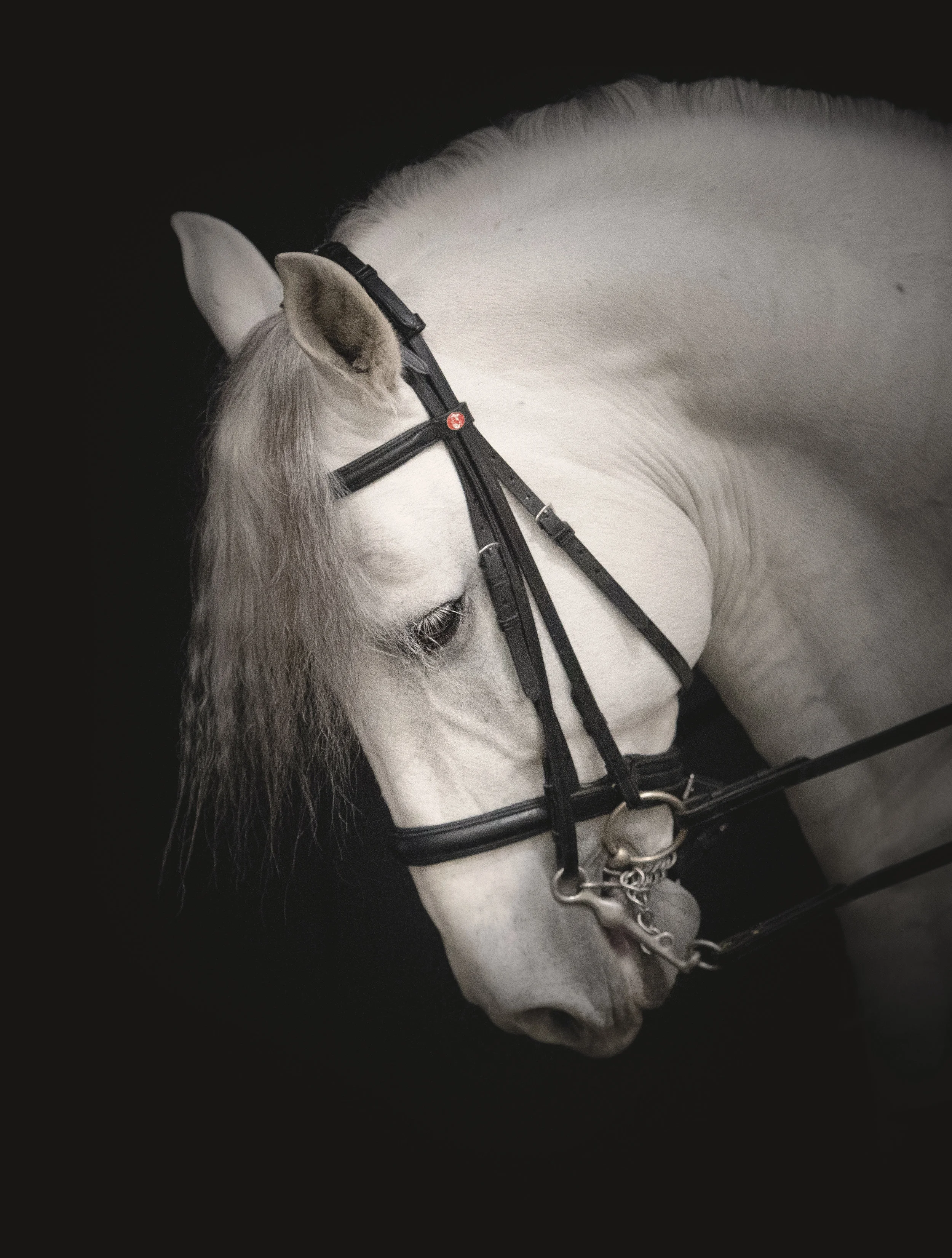 Andalusian