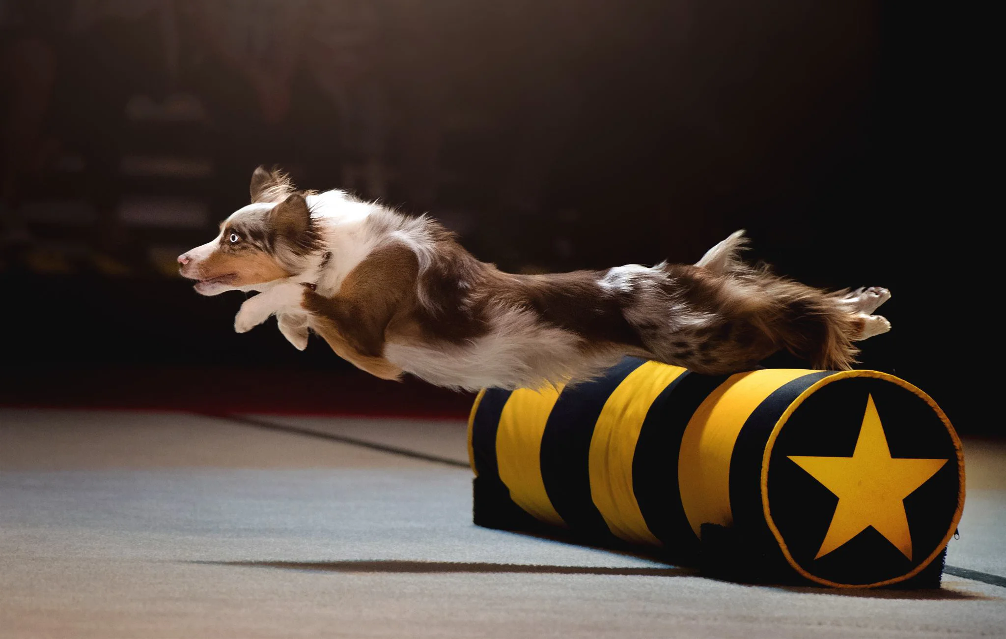 SuperDogs