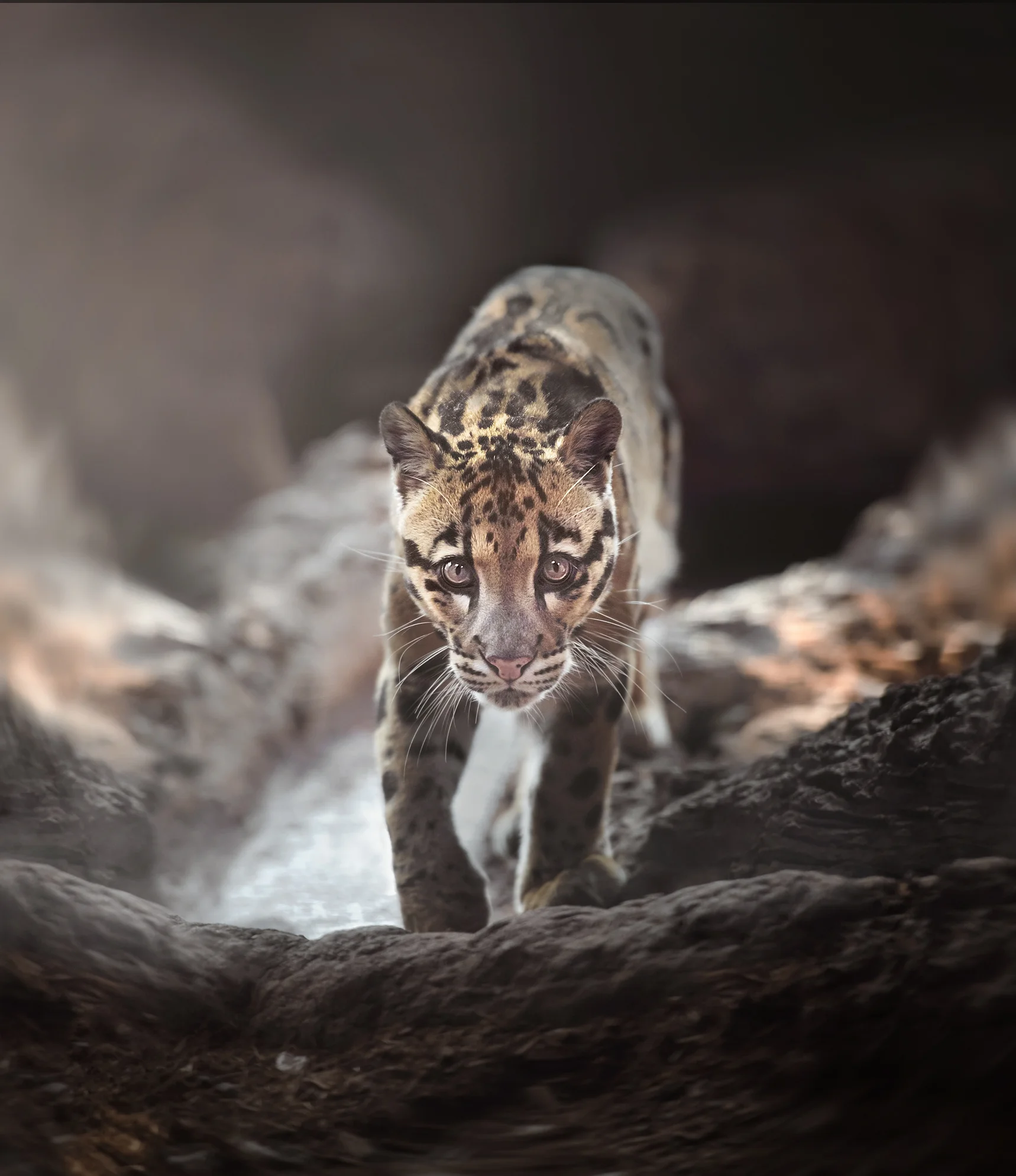 Clouded Leopard