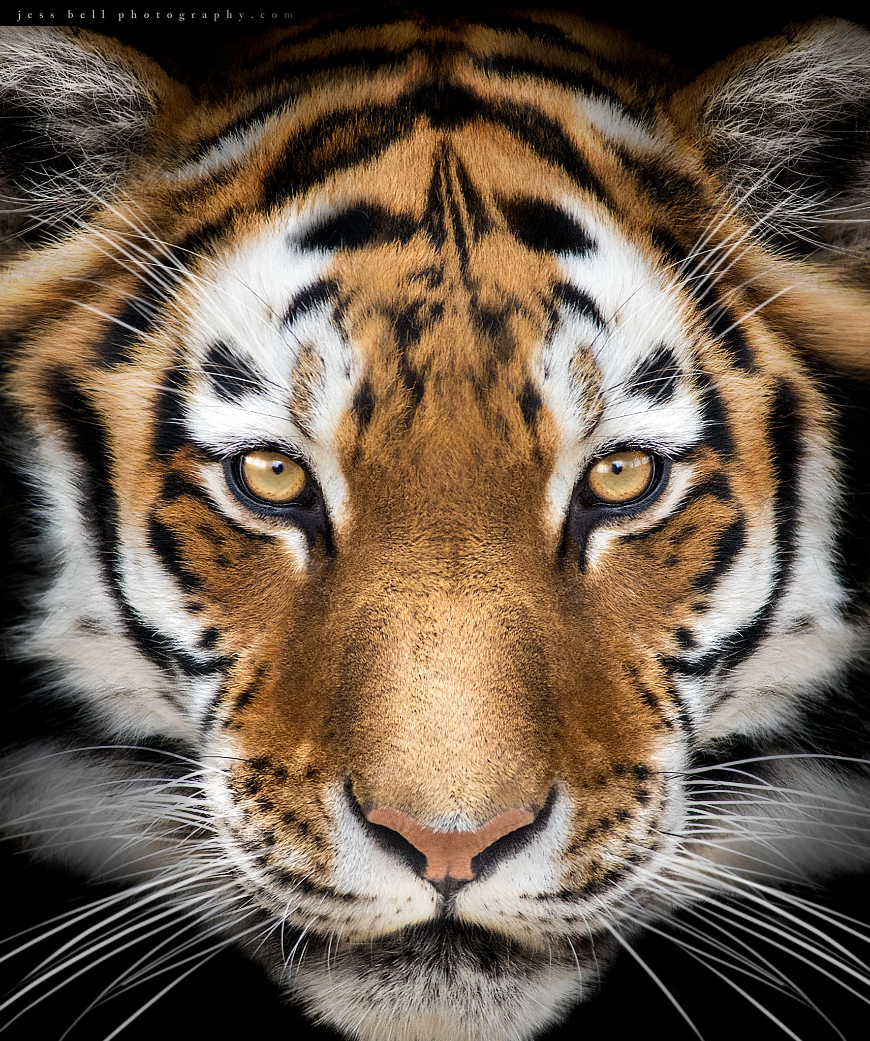 Tiger, Tiger!