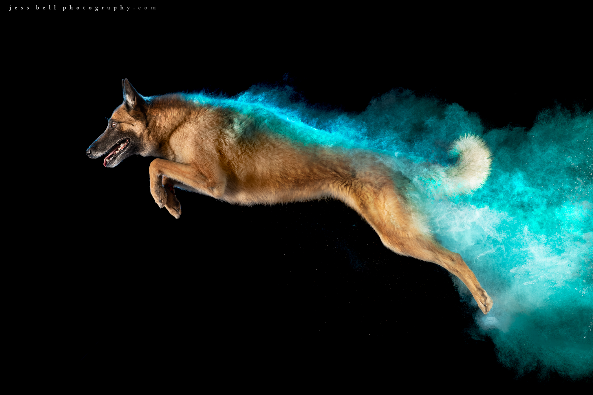 Hannah Malinois turquoise.png
