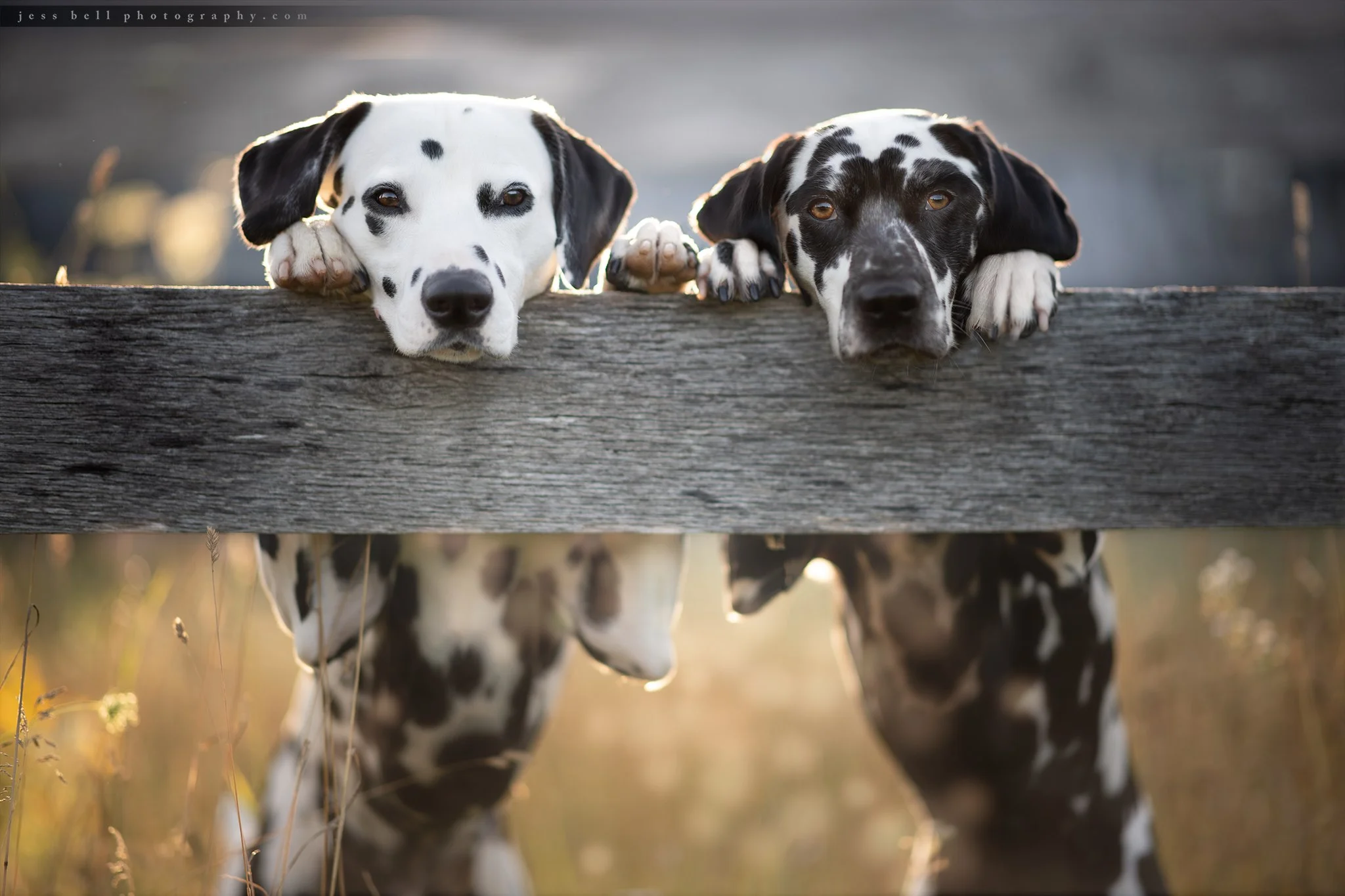 Gallery Jess Bell Photography Artistic Animal Imagery In Ontario