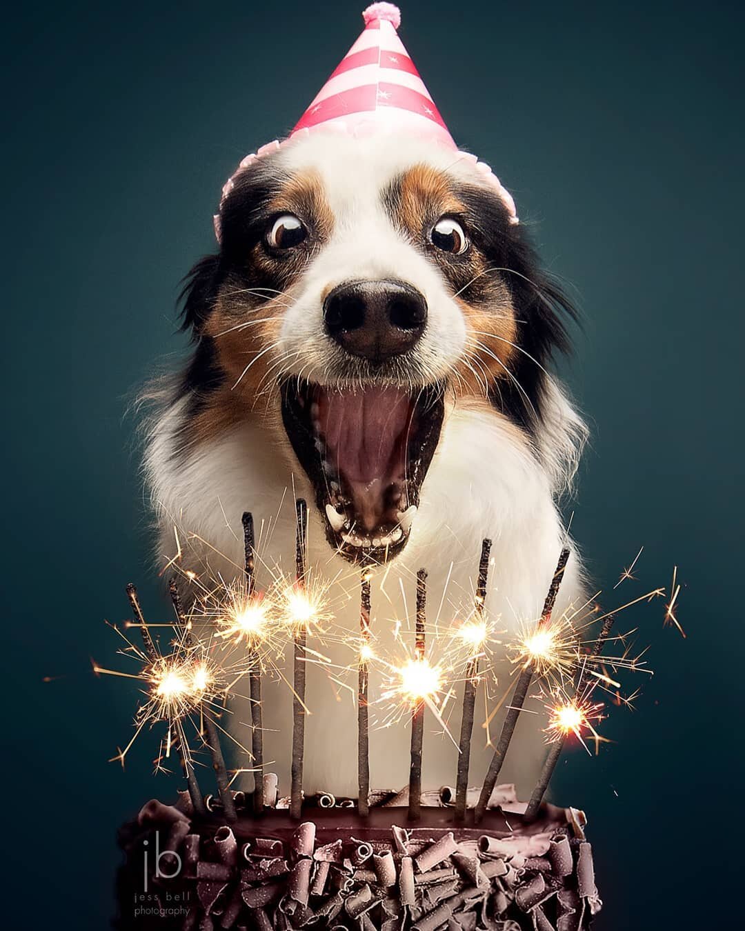 BIRTHDAY!
Featuring Cohen the Australian Shepherd! 
&copy; @jessbellphotography 
Contact for use.

I shot this to mark my Aussie Cohen's upcoming 11th birthday, but wanted to share it a few weeks early here.  I wanted to recreate a shot I took of her