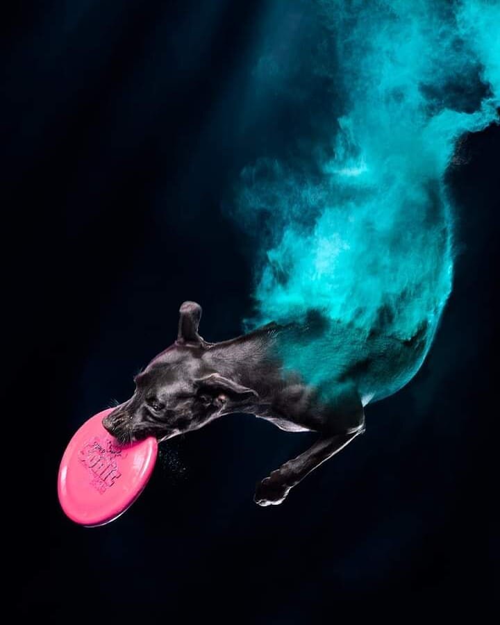 Hold your breath and dive deep within.
&copy; Jess Bell Photography

Featuring Able, a terrier mix, owned &amp; loved by Morgan Jarvis &amp; Brian O'Connor.

This is an artistic edit from one of my earliest coloured powder photo sessions. Capturing a