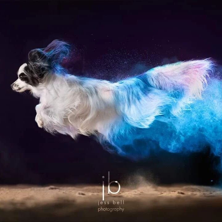 Moon |  Papillon 
Jess Bell Photography

I recently heard someone ponder about whether powder photography is effective with small dogs. It prompted me to dig into my archives to find the smallest dog I've worked with. End result: yes, powder photogra