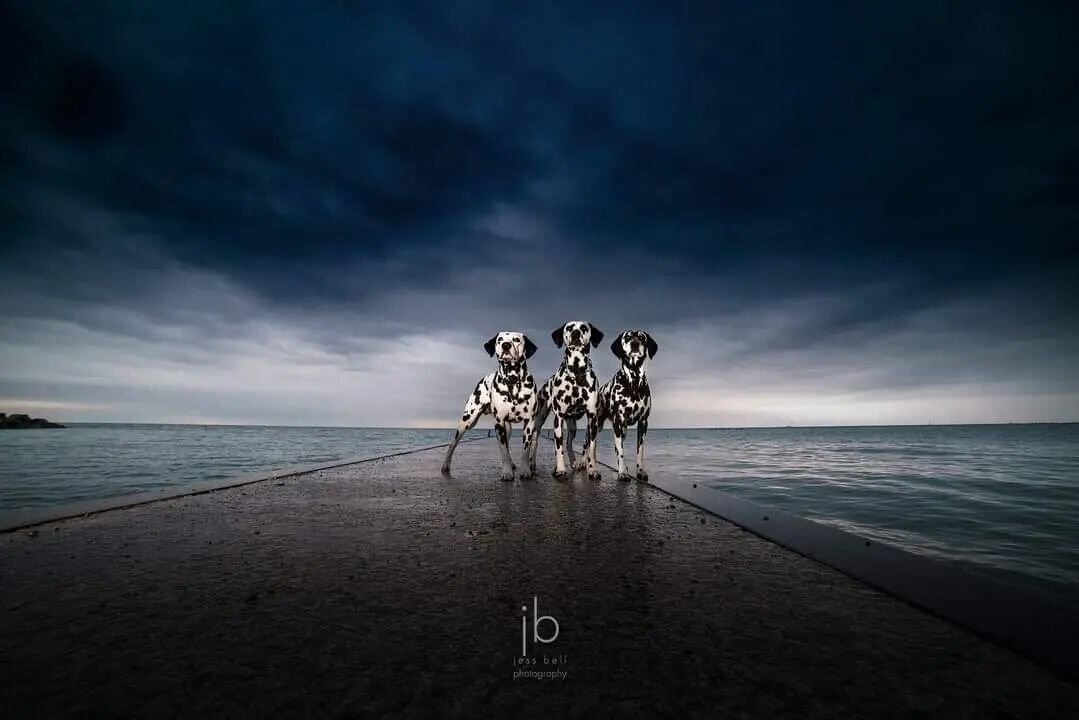 Cloudy with a spot of rain 
Dalmatians Hazzard, Peril and Random against the oncoming storm

(Also known as when your sunrise beach photo session gets rained out but your friend is awesome and comes anyway and makes something truly special out of the