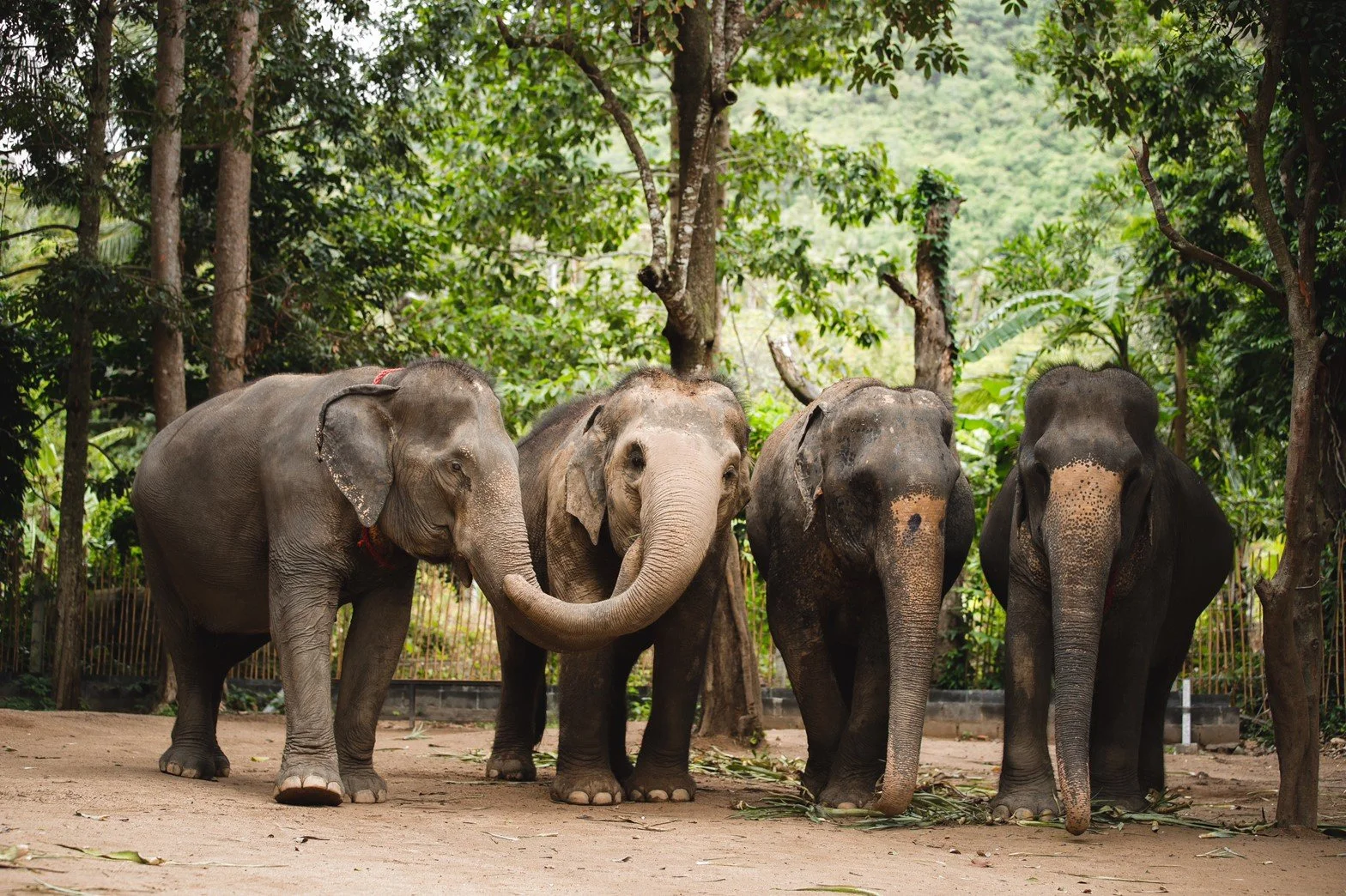 Elephant sanctuary