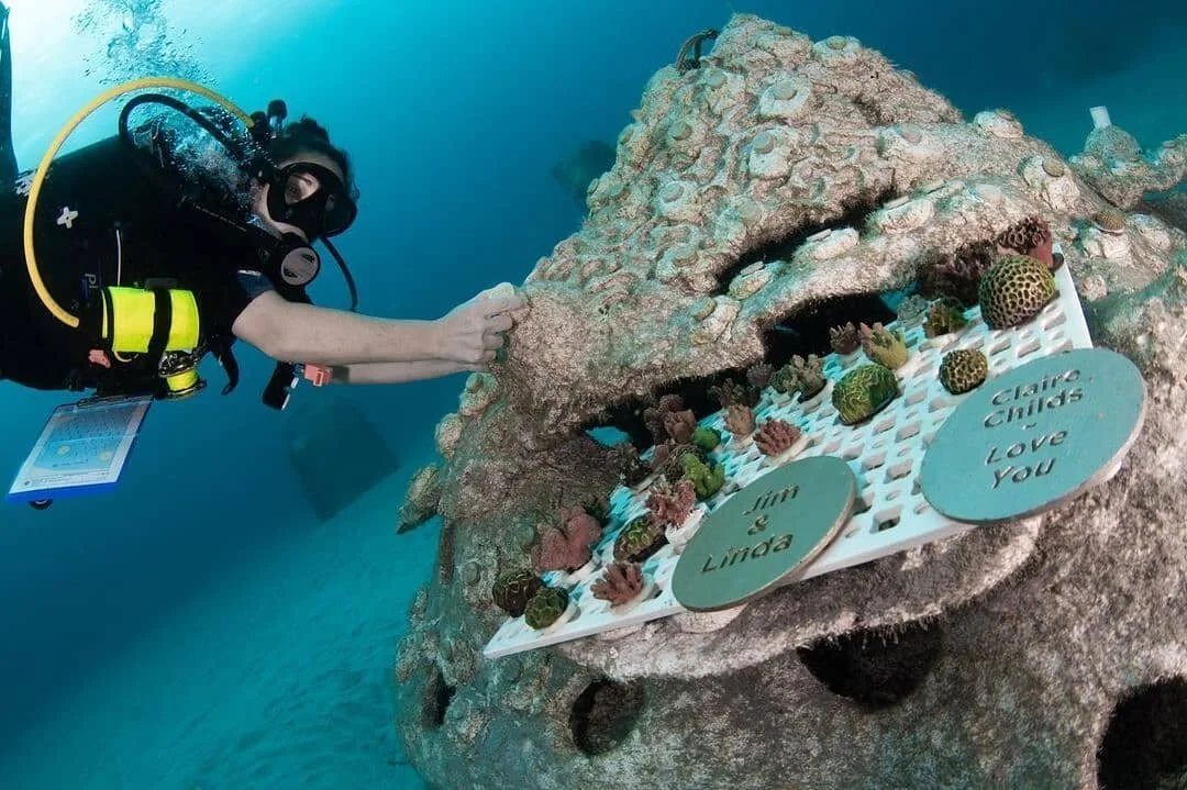 Want to ensure your legacy will live forever on the sea floor?

The @OceanRescueAlliance team behind the #1000MermaidsArtificialReefProject is proud to bring you celebratory and memorial reef options that not only contribute to artifical reef creatio